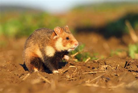 Common Hamster On Field Stock Image Image Of Hunting 70815079