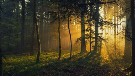Wallpaper Sunlight Trees Landscape Forest Nature Reflection