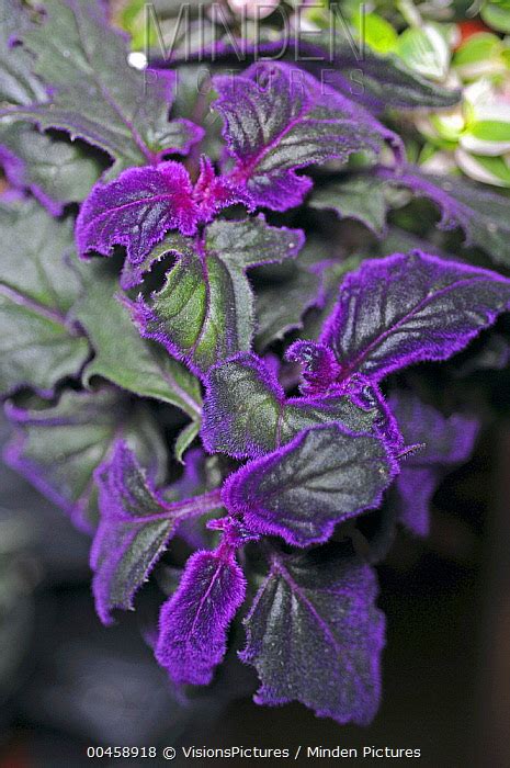 Minden Pictures Stock Photos Purple Velvet Plant Gynura Aurantiaca