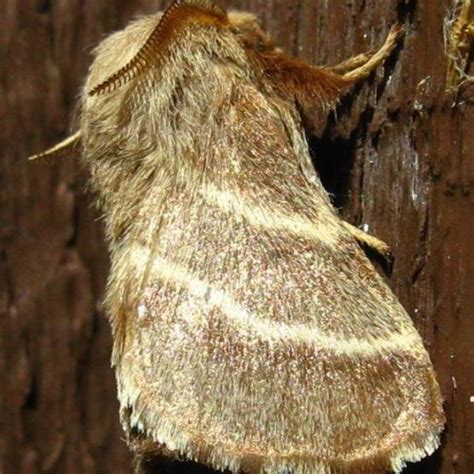 Eastern Tent Caterpillar Moth Malacosoma Americanum Fabricius 1793 Butterflies And Moths Of
