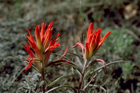 Image of wyoming state flowerindian paintbrush or painted cup, was adopted as the state flower and charactereistic feature is the bright red flower. Free photograph; indian, paintbrush, flowers, orange