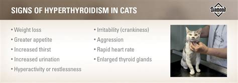 Treatment and diet for hyperthyroidism. What Is Hyperthyroidism in Cats and Should I Worry ...