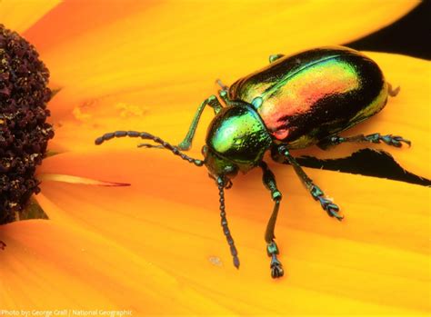 Interesting Facts About Beetles Just Fun Facts