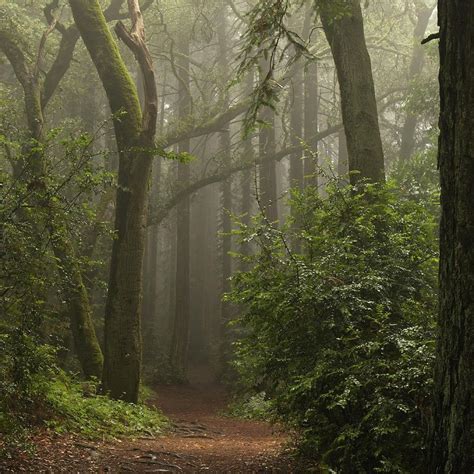 Misty Morning In A Redwood Forest Hiking Trail Photograph By John