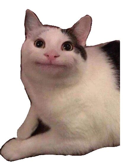 Meme Cat Polite Cat Photographic Print By Peterprotozoa Redbubble