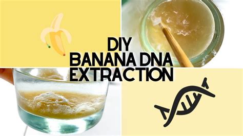 Diy Banana Dna Extraction Loraine Arreglado Youtube