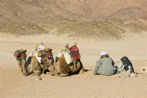 Camellos Y Beduinos En El Desierto Imagen De Archivo Imagen De Safari