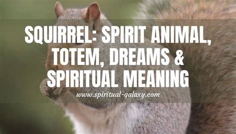 Squirrel Spirit Animal Spiritual Meaning And Symbolism Spiritual