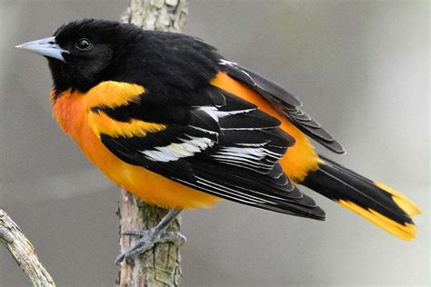 100 Baltimore Oriole Bird Pictures