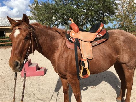 The saddle pad protects your horse from pinching and rubbing from the saddle. Improve Your Horse's Saddle Fit With This Simple Solution ...