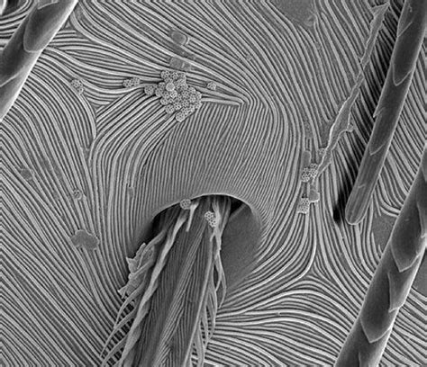 What Are The Coolest Photos From Electron Microscopes Quora Cool