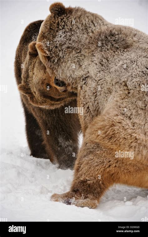 Grizzly Bear Ursus Arctos Siblings Wrestling Play Fighting Captive