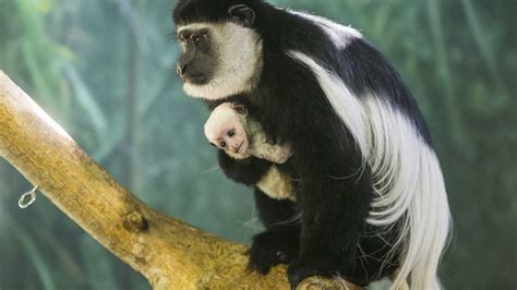 Oh Baby Colobus Monkey Born At Lincoln Park Zoo Abc7 Chicago