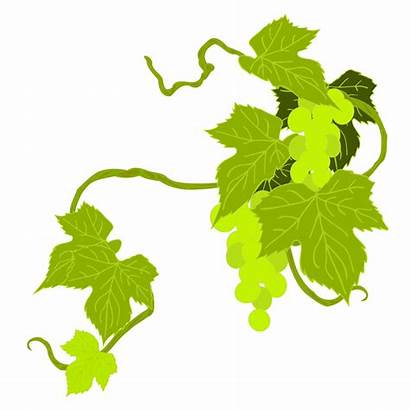 Grape Clip Grapes Clipart Leaf Illustration Leaves