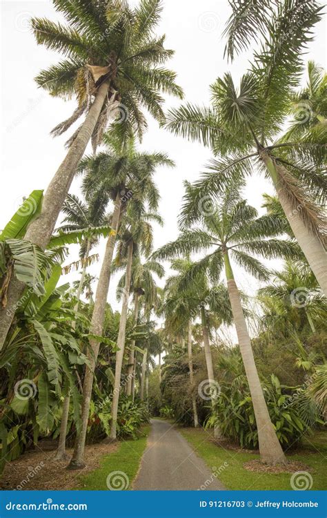 Palm Trees In Springtime In South Florida Stock Image Image Of Tree