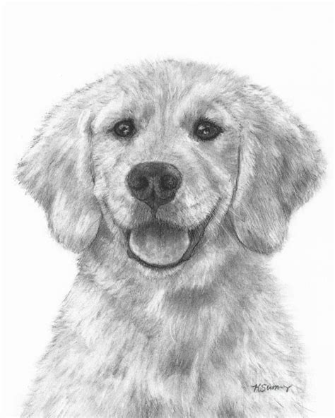 Recklessly Realistic Golden Retriever Puppy Drawing