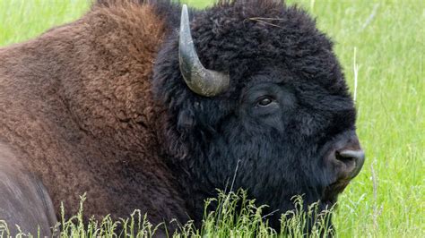 Wild Bison Are Returning To The Uk For The First Time In 6000 Years