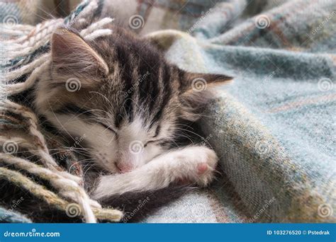 Cute Tabby Kitten Sleeping Under Wool Blanket Stock Photo Image Of
