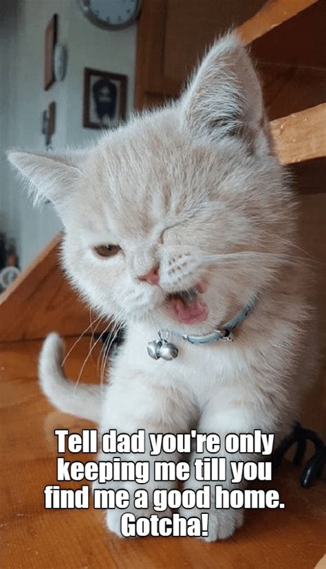 Lolcats Winking Lol At Funny Cat Memes Funny Cat Pictures With