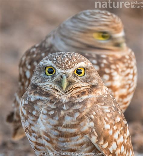 Stock Photo Of Burrowing Owls Athene Cunicularia One Moving Its Head