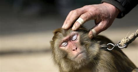 Chinese Animal Trainers Looking For Respect In The Year Of The Monkey
