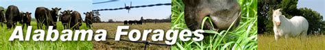 Grasses Alabama Forages Alabama Cooperative Extension System