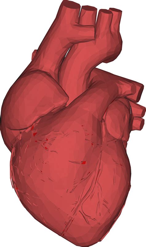 3d Computer Graphics Low Poly Heart Anatomy Thumb Human Heart 3d Png