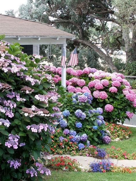 Best Of Home And Garden 14 Flowering Shrubs For Shade