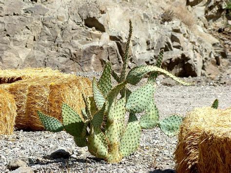17 Best Images About Desert Plants On Pinterest Pheonix