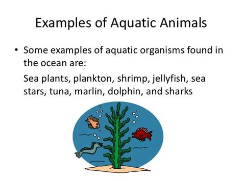 Terrestrial and Aquatic Food Chains