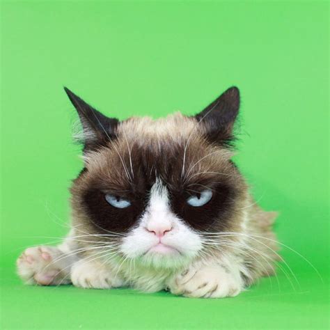 Grumpy Cat RealGrumpyCat Twitter Cats Cat Memes Grumpy Cat Meme
