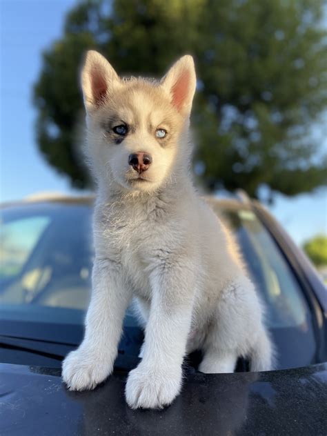 Miniature Siberian Husky Puppies For Sale Ontario Ca 325433