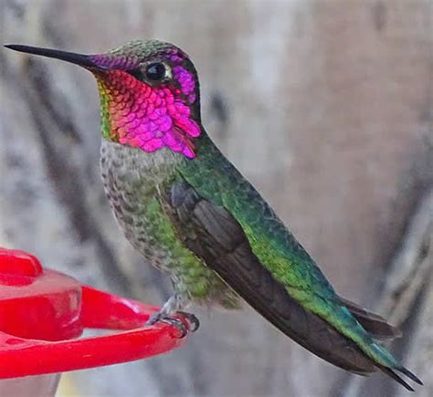 Hummingbird Species With Common Names Sizes Scientific Names And Photos