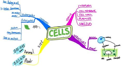 The Benefits Of Mind Mapping For Students Parent Guide To Gcses