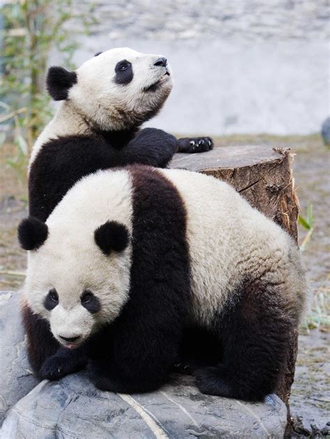 China Uses Panda Bears As A Tool To Pursue Political Agenda The Daily