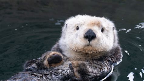 We did not find results for: Home :: Vancouver Aquarium