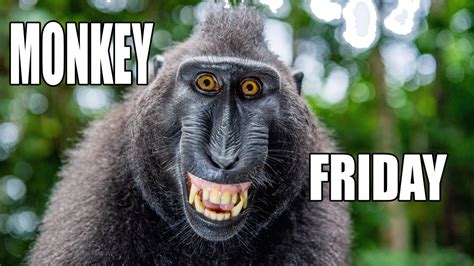 It S Monkey Friday Youtube