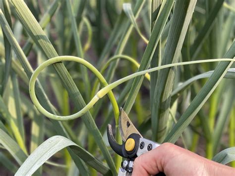 When To Harvest Garlic Scapes And How To Do It