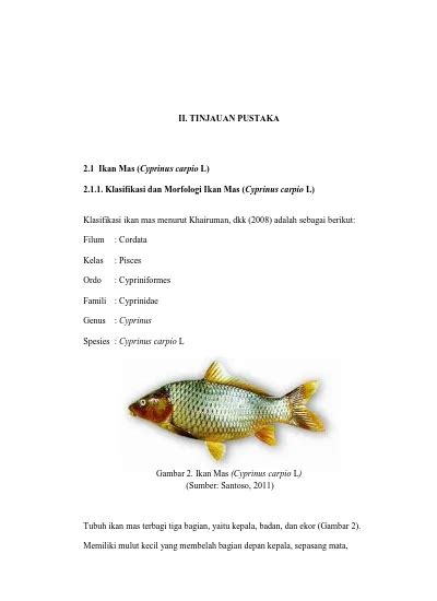 Ii Tinjauan Pustaka Klasifikasi Dan Morfologi Ikan Mas Cyprinus Carpio L