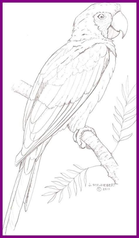 Astonishing Macaw Coloring Page Design Printable Sheet Pics For Blue