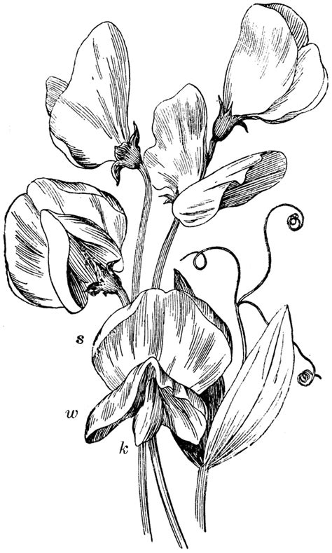 Lathyrus Sweet Peas Illustration Blume Illustration Botanique