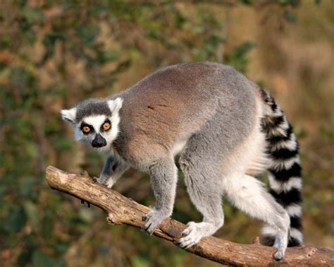 Lemur Description Types Diet And Facts Britannica