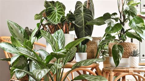 20 Best Indoor Plants To Brighten Every Room 2023