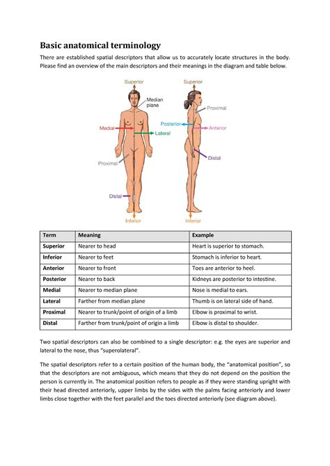 Anatomical Terms Anatomy