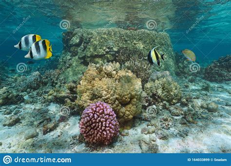 Corals Underwater Pacific Ocean French Polynesia Stock Image Image Of