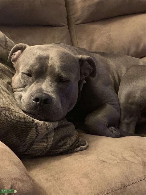 Blue Nose Pitbull Stud Dog In Bergen County The United States