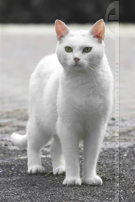 Maybe you would like to learn more about one of these? all white feral cat | Feral cats, White cats, Cats