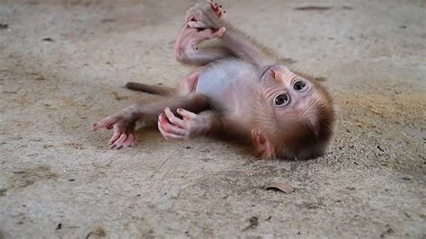 Luzar So Lovely And Beautiful Baby Monkey Cutest Baby Monkey Youtube