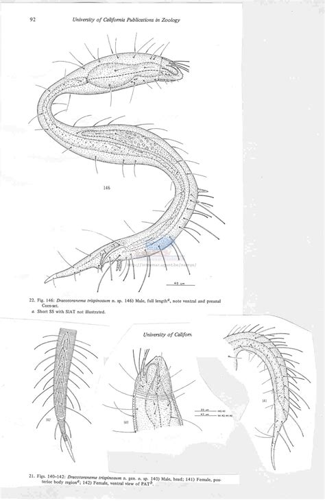 Worms World Register Of Marine Species Photogallery