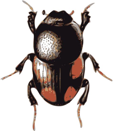 Onlinelabels Clip Art Beetle Caccobius